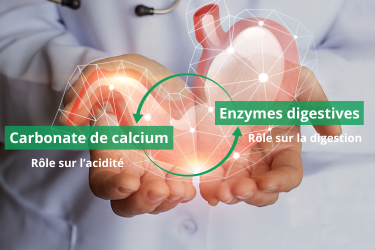 Association synergique de carbonate de calcium et enzymes digestives